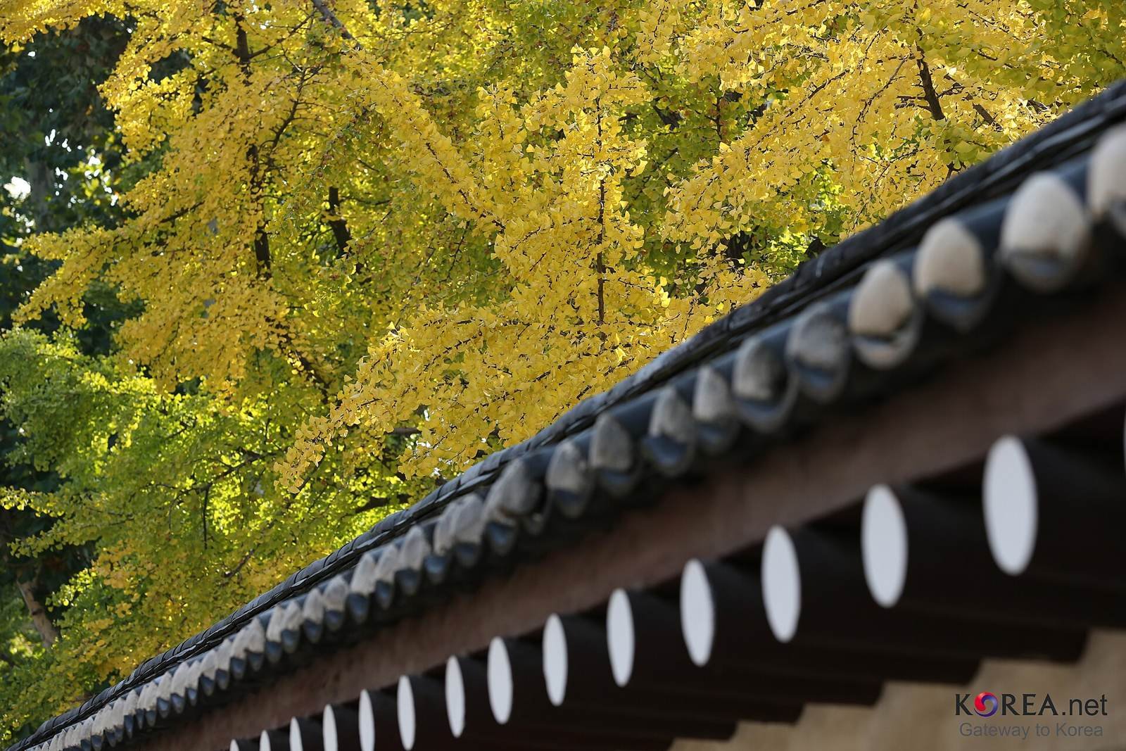 Golden ginkgo leaves over a traditional Korean wall in autumn